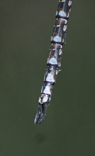 Canada Darner (Aeshna canadensis)