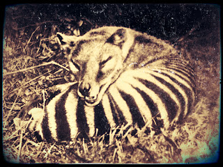 Sleeping Thylacine