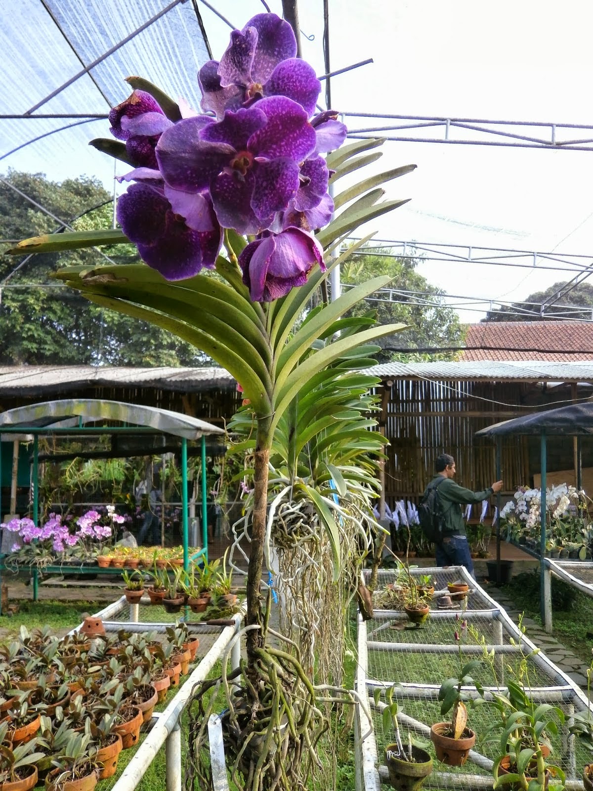 Koleksi Tanaman Hias Anggrek  Vanda Vanda Tessellata 