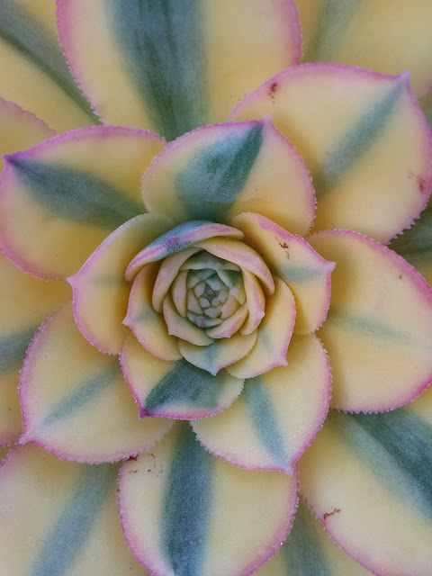 Succulent with petals radiating from the center of the photo. Petals have pink edges with a pale yellow body and green stripes.