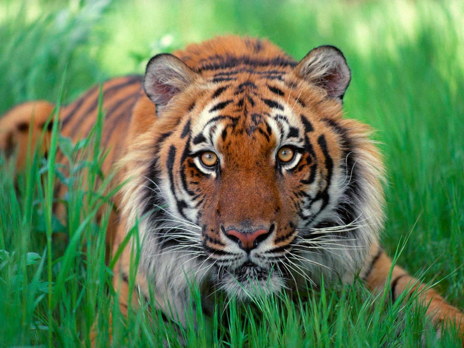 Tiger High Resolution Desktop Wallpapers Free Download