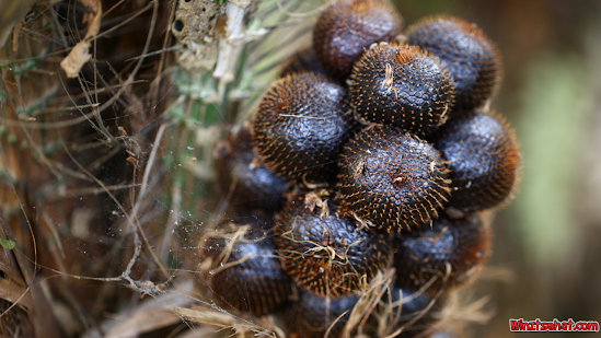 Manfaat Buah Salak untuk Kesehatan