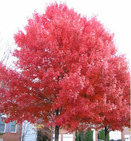 Autumn Glory Maple3