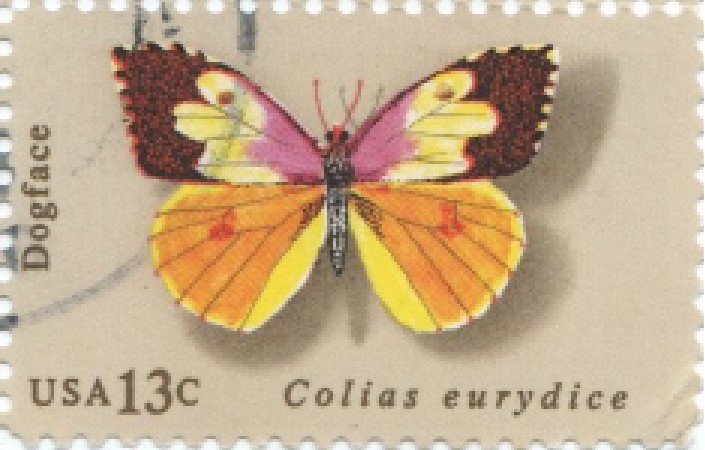 Selo borboleta Colias eurydice