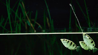 archerfishhunt