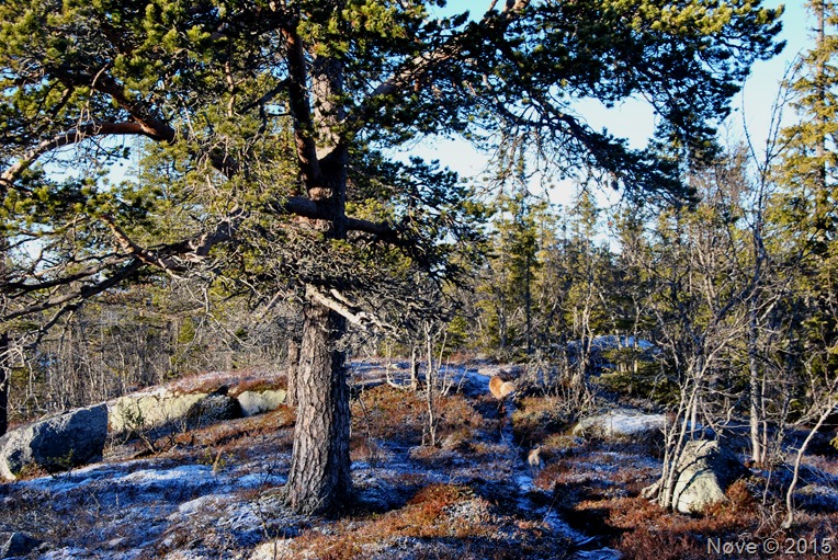 DSC_1196