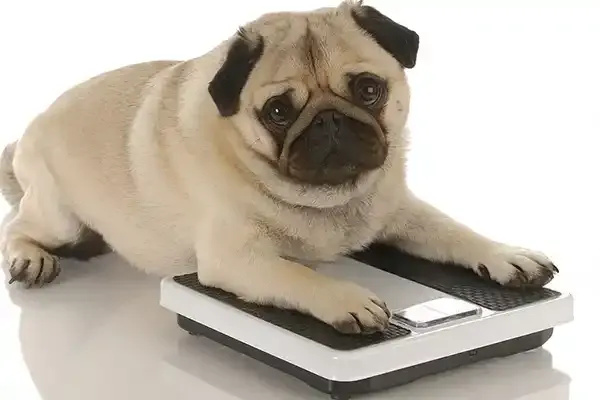 A obesidade entre pets brasileiros, especialmente cães, requer atenção