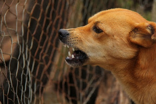 snarling dog