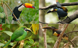 Toucan Facts - What are the coolest facts about toucans?