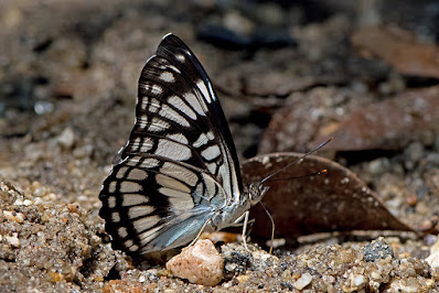 Athyma ranga