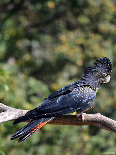 black cockatoo