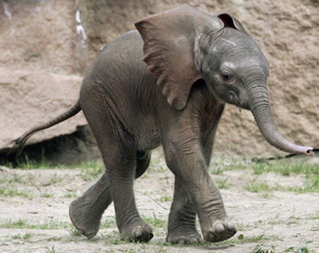 Funny Elephant Baby