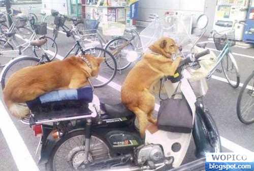 Dog Biker