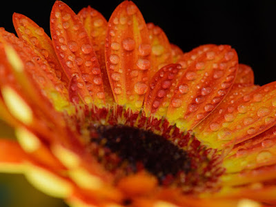 fotos de gerberas