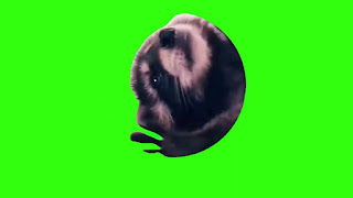 dancing roccoon spinning in a circle meme green screen download