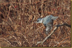 Belted Kingfisher Belted Kingfisher