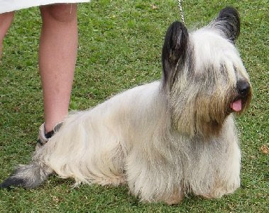 skye terrier