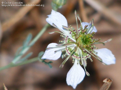 http://www.biodiversidadvirtual.org/herbarium/Nigella-gallica-Jord.-img180899.html