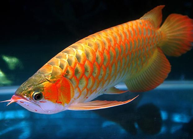 Ikan Hiasan Termahal Platinum Arowana MyRokan