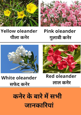 कनेर का फूल और पौधा | yellow oleander flower in Hindi