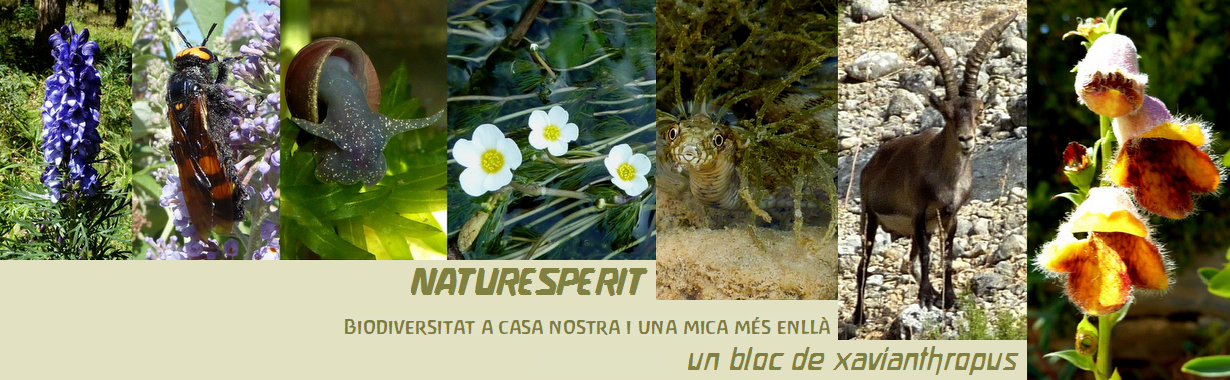 NATURESPERIT