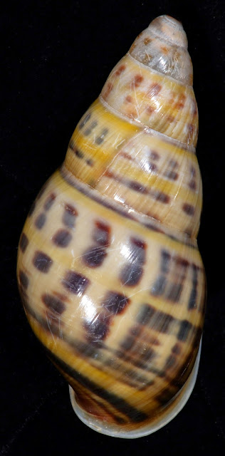 Amphidromus wetaranus wetaranus 32.67mm