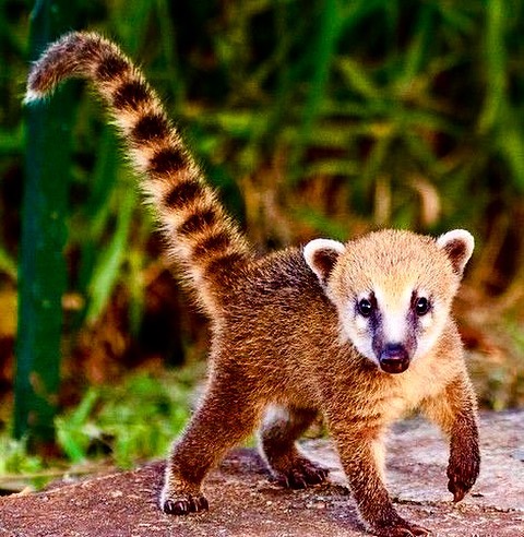 Coatimundi