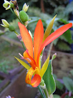 Canna Indica