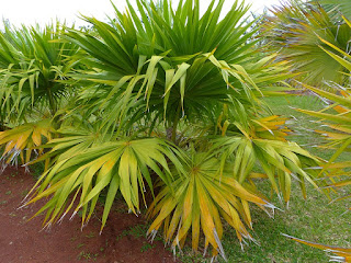 Thrinax radiata - Palmier chaume de Floride