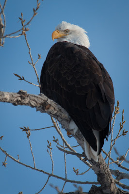 TrailMark Bald Eagle