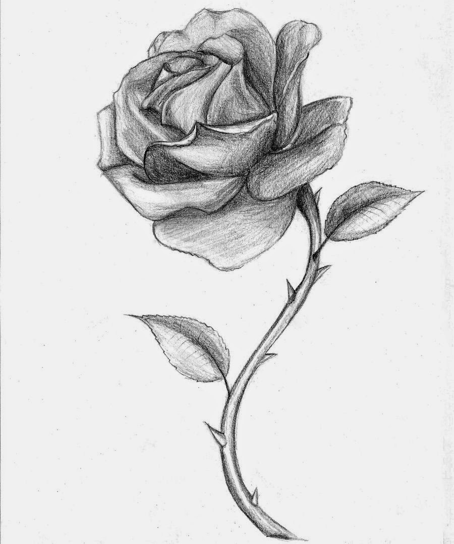  Rose Drawing The All Image