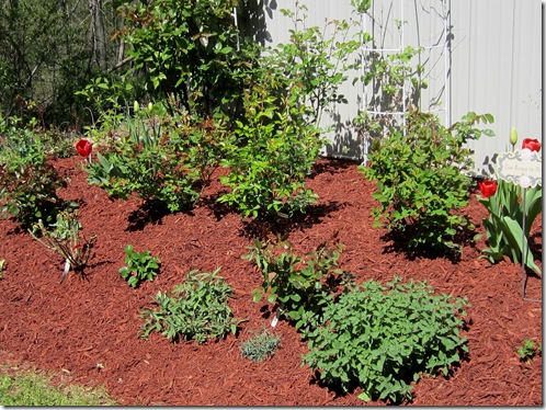 Rosebed3_April