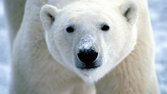 #13 Polar Bear Wallpaper