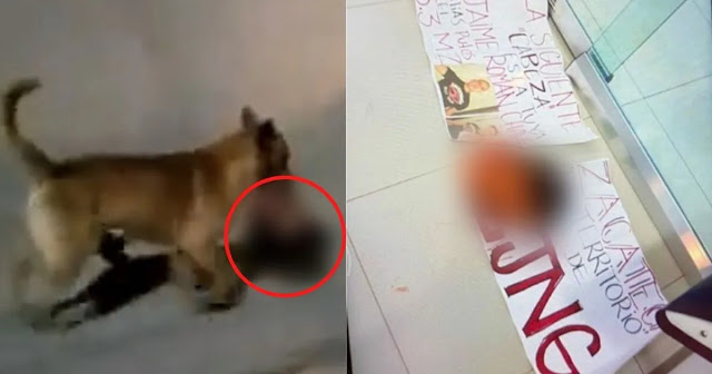 Era de un integrante de El Mayo Zambada la cabeza que llevaba el perrito, lo dejaron los del CJNG