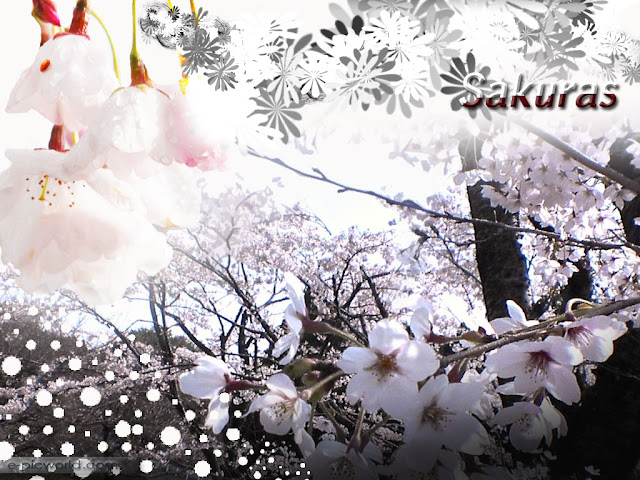 sakuras wallpaper - flowers