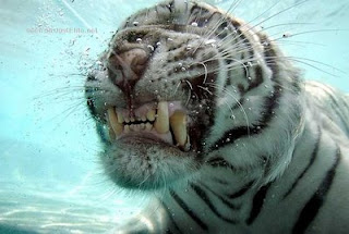 tiger picture underwater