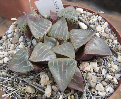 Haworthia bayeri x comptoniana