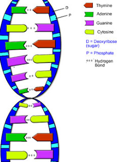 dna