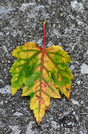 maple-leaf-fall