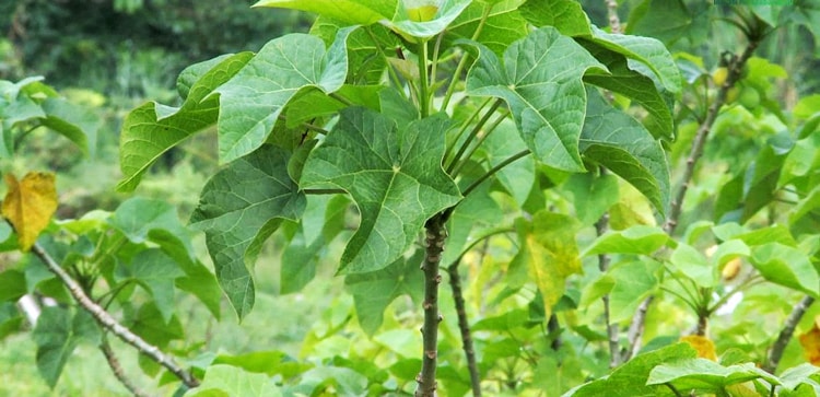 Manfaat Getah Jarak & Daun Jarak Untuk Kesehatan