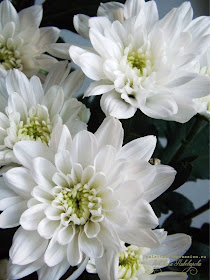 Белая хризантема. Язык цветов, белая хризантема - правда.