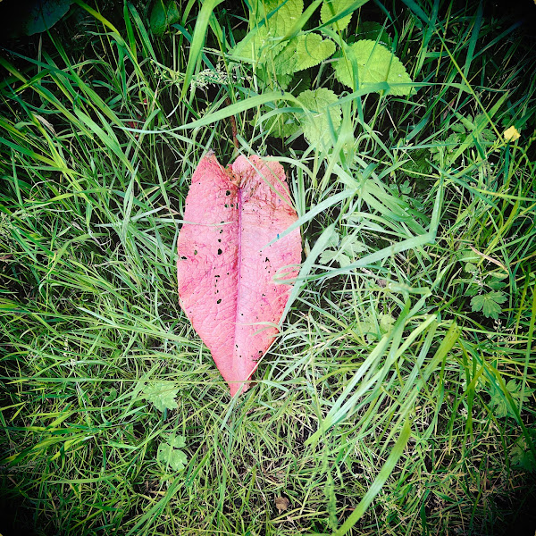 Rood blad tussen groen