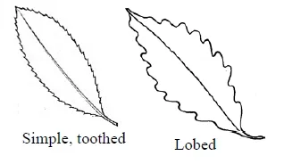 Examples of leaf margins