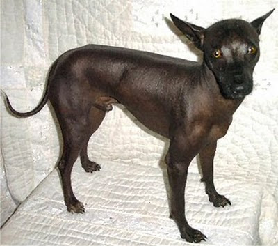 10 Most Weirdest Dog Breeds