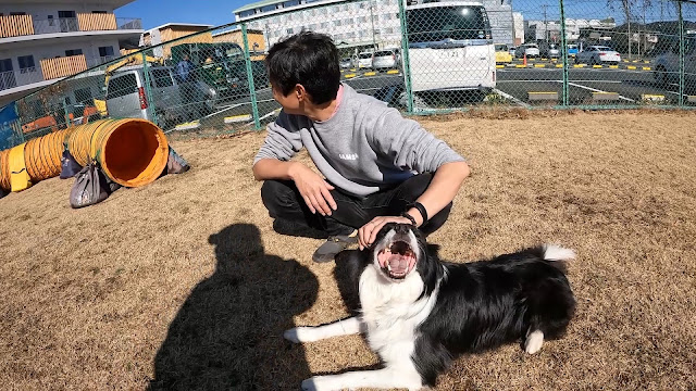 保護犬 ボーダーコリー トーマ アジリティ