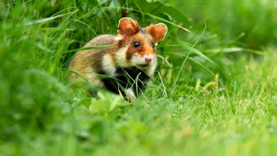 Hamster mascota popular conservación