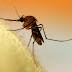 Fakta Unik Tentang Nyamuk