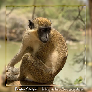 Faune du Sénégal, animaux sauvages et domestiques, oiseaux, poissons, reptiles, insectes, mammifères terrestres et marins du territoire sénégalais - Passion Sénégal