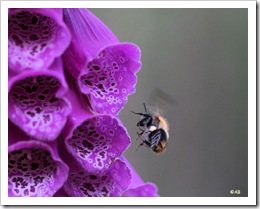 hommel op weg naar nectar