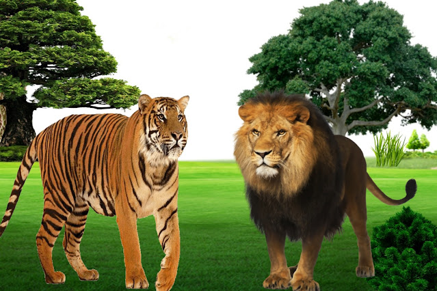 शेर और बाघ की कहानी